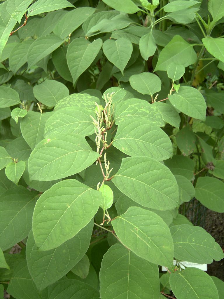 Invasive Species/Knotweed - Town of Gibsons