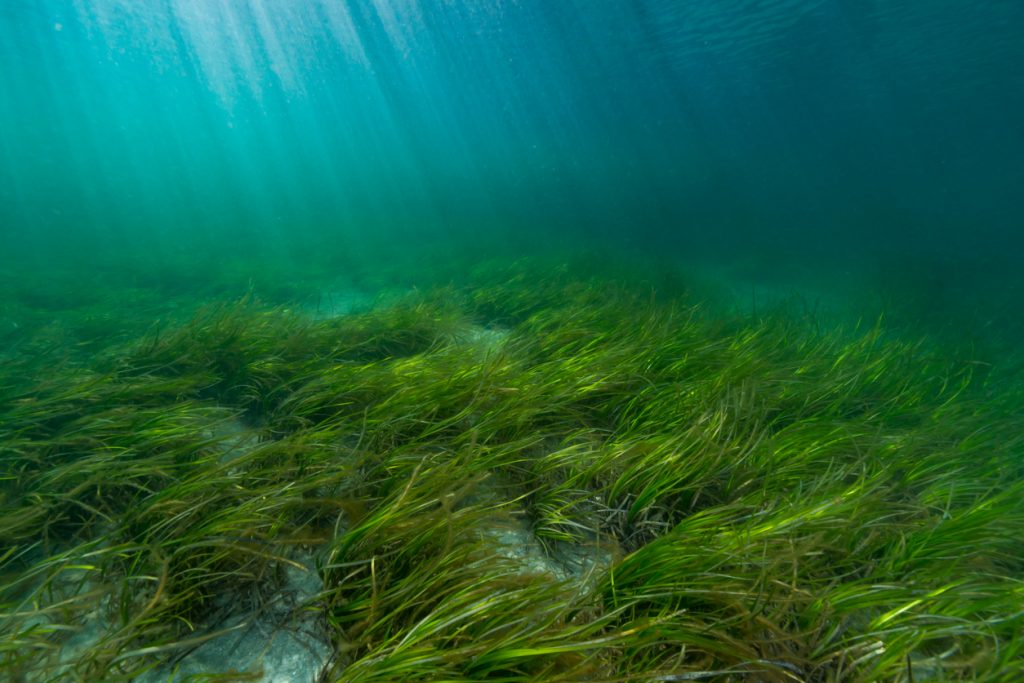 Eelgrass Bed