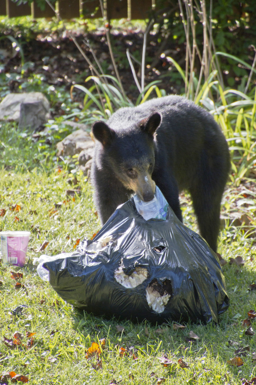 A black bear with a garbage bag in it's mouth.