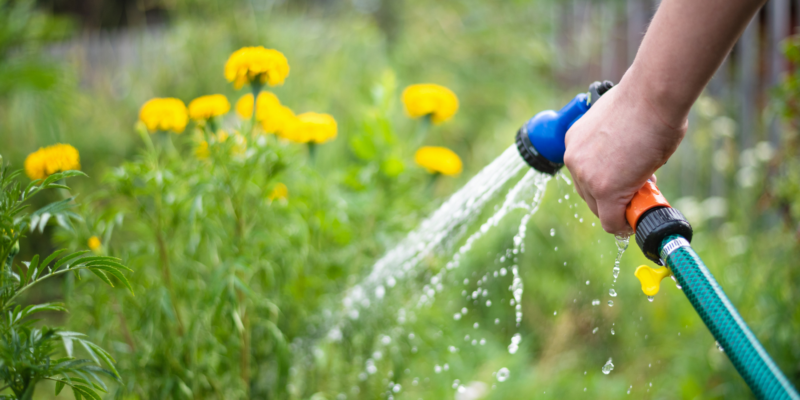 a person watering their garden with a green hose. There are yellow flowers in the background.