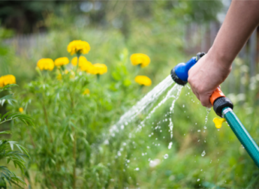 a person watering their garden with a green hose. There are yellow flowers in the background.