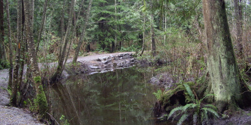 The forest and a path through Mahan trail and a storm water pond.