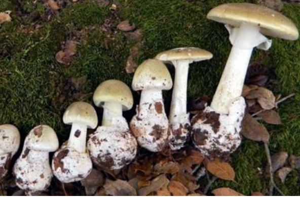 The photo shows the different life stages of the death cap mushroom.